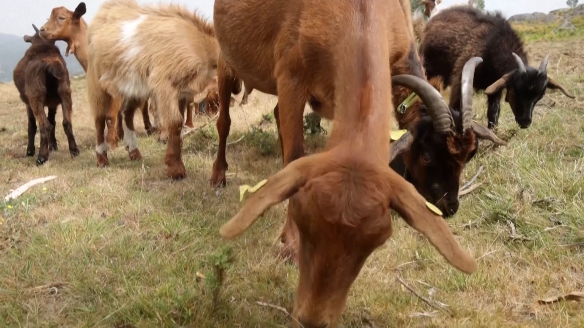The efforts have boosted the population of native livestock from just over 1,800 in the late 1990s to more than 30,000 by early 2026. /Reuters