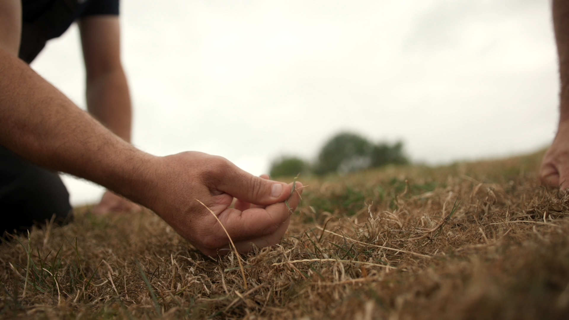 Historic drought hammers Welsh farming