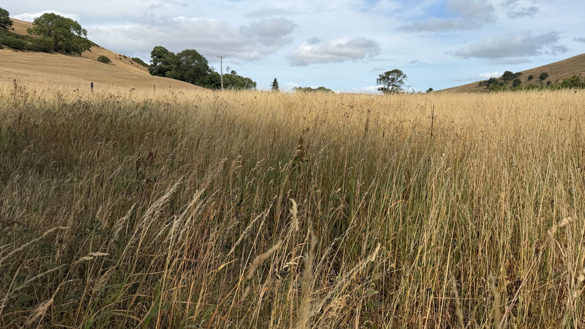 This landscape near the Vale of Clwyd, normally lushly green, has been yellowed by drought. /Iolo ap Dafydd/CGTN
