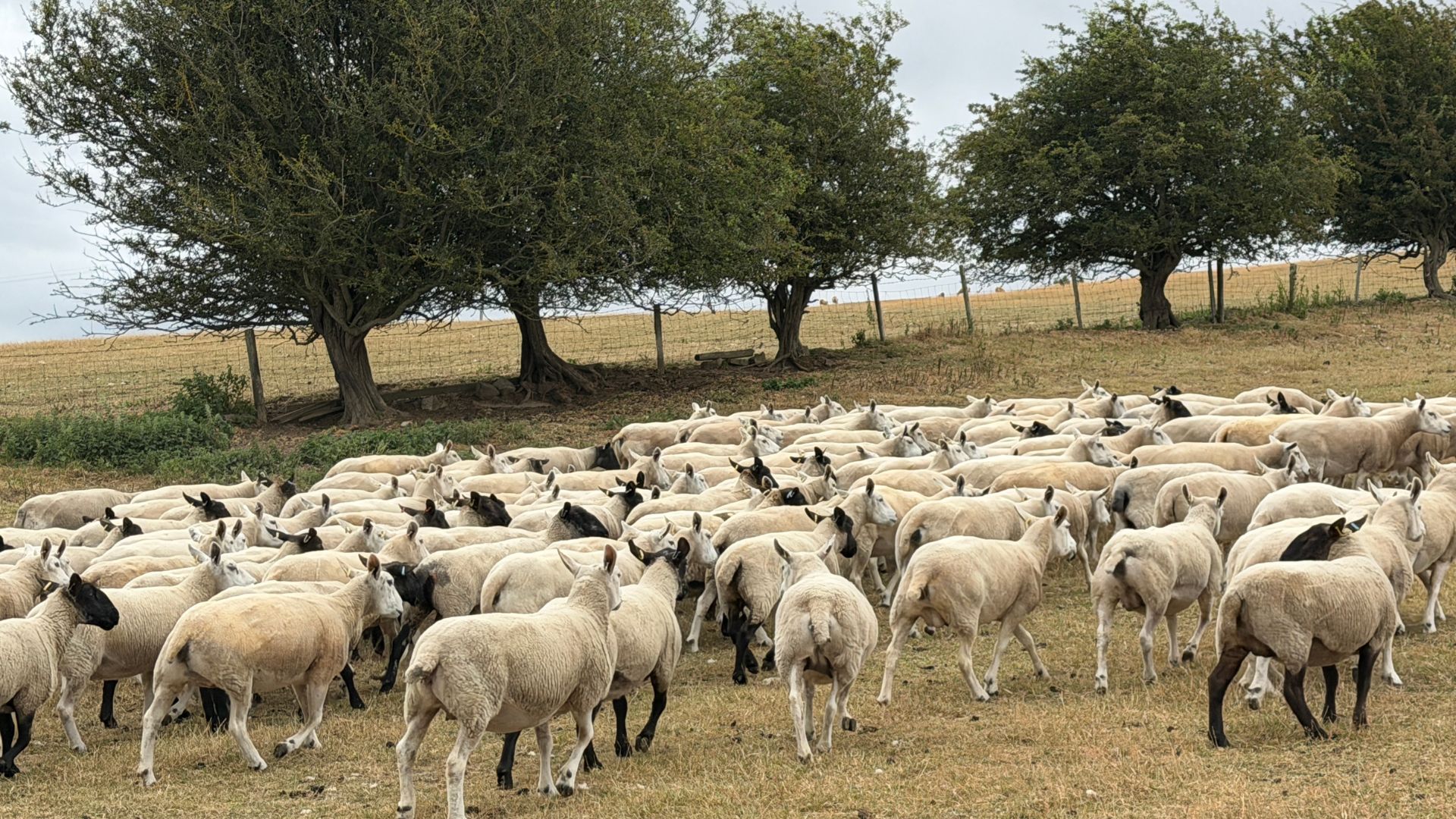 Sheep are suffering – and it will soon be breeding season. /Iolo ap Dafydd/CGTN