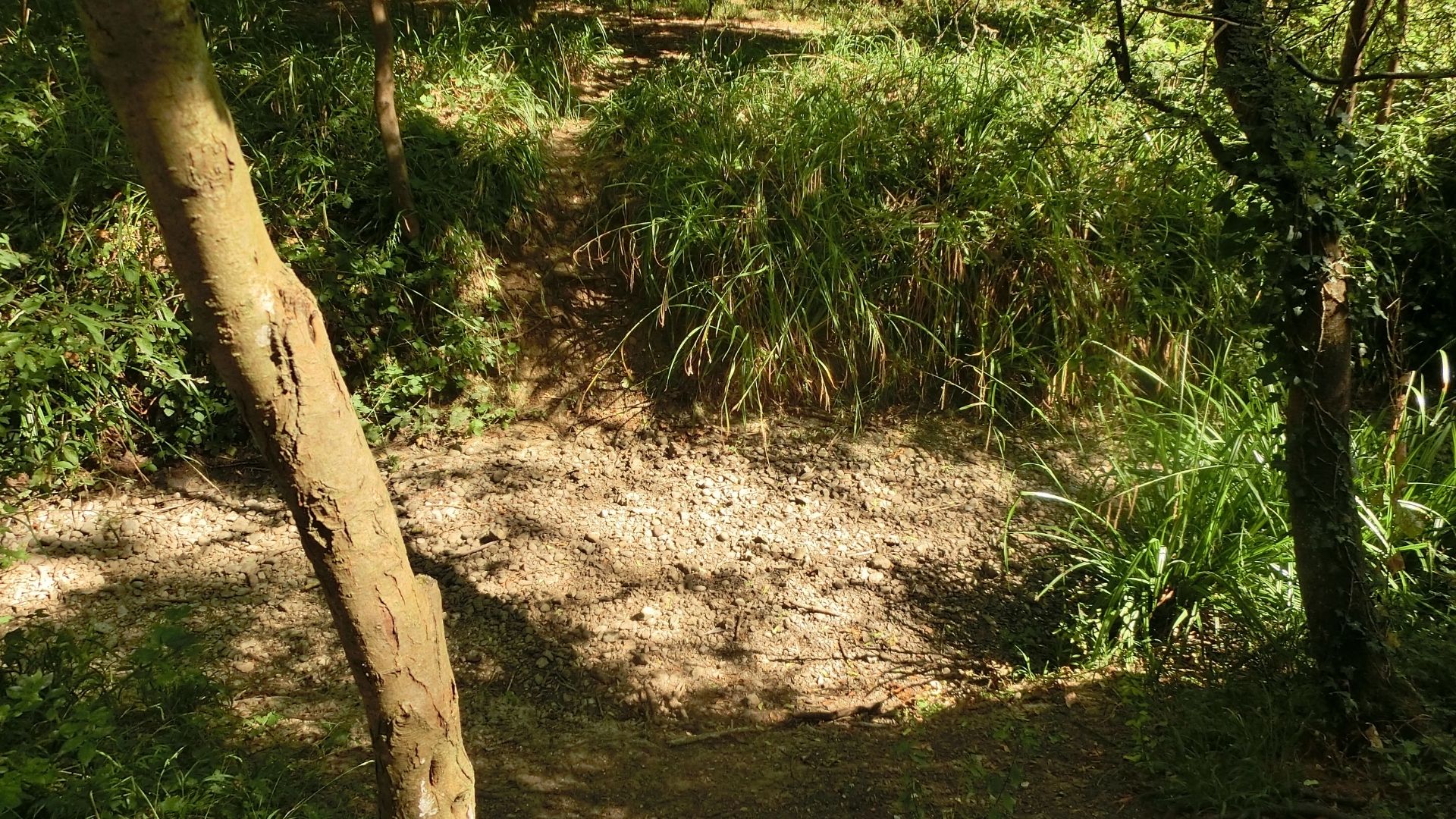  A stream that usually runs through Putnoe Woods in Bedfordshire has completely dried up. /Emily Duchenne