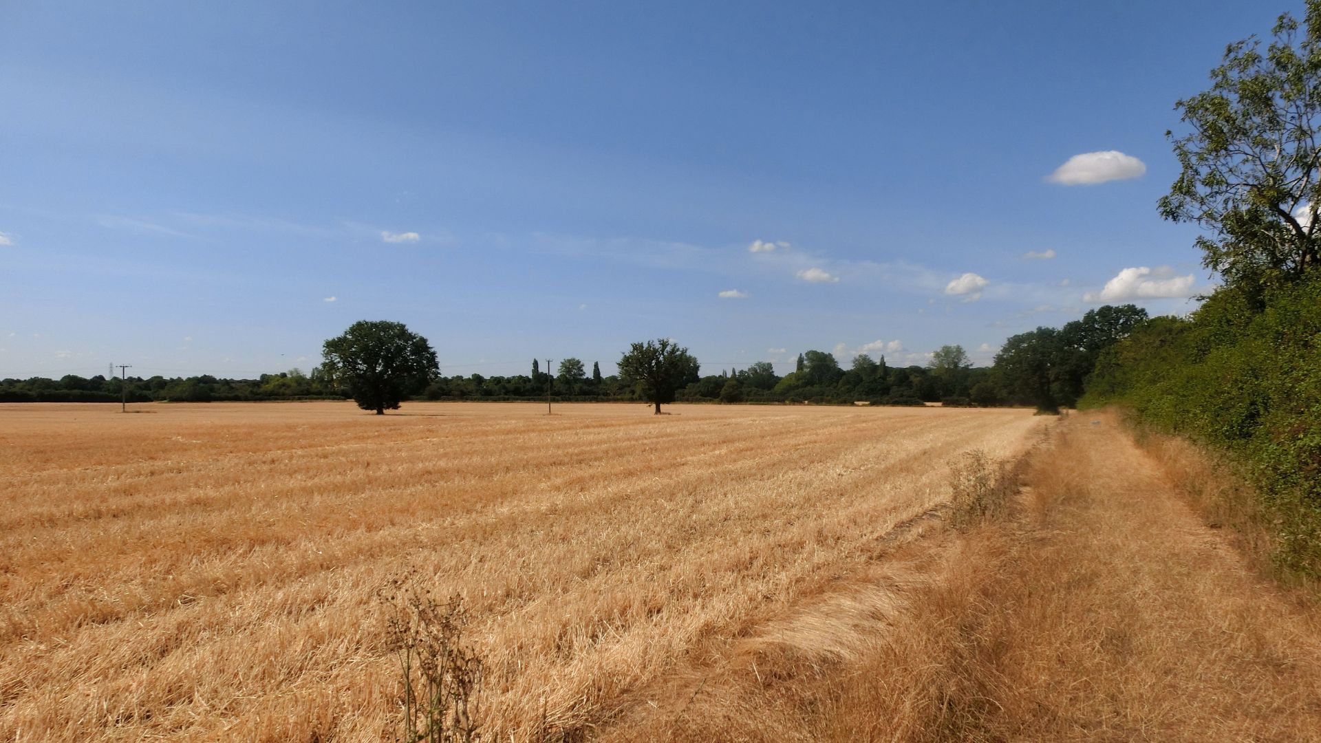 Wheat has been harvested in the county of Bedfordshire in England's southeastern midlands exceptionally early, as the crops dry out under the beating sun. /Emily Duchenne.