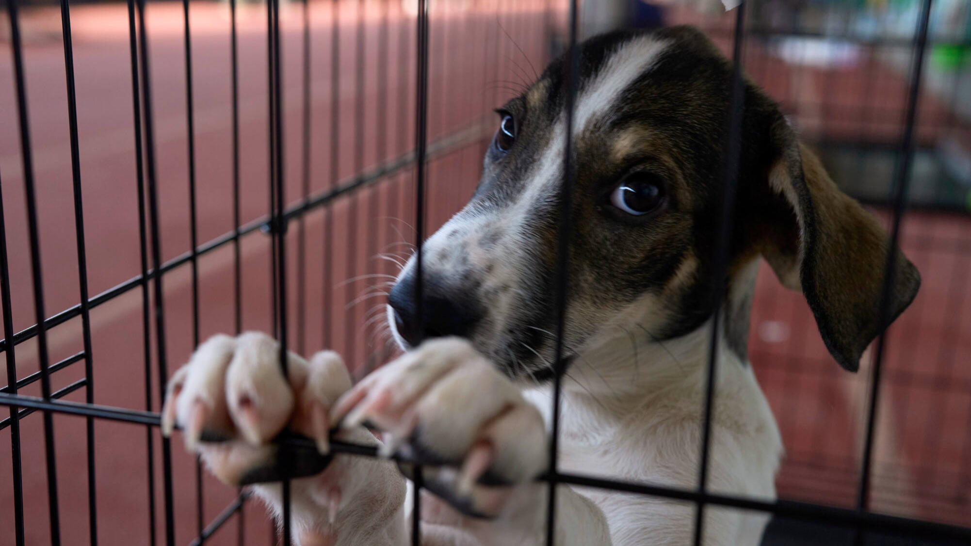 A dog rescued from recent wildfires looks on at a temporary shelter inside a stadium in Megara, Greece. /Petros Giannakouris via AP