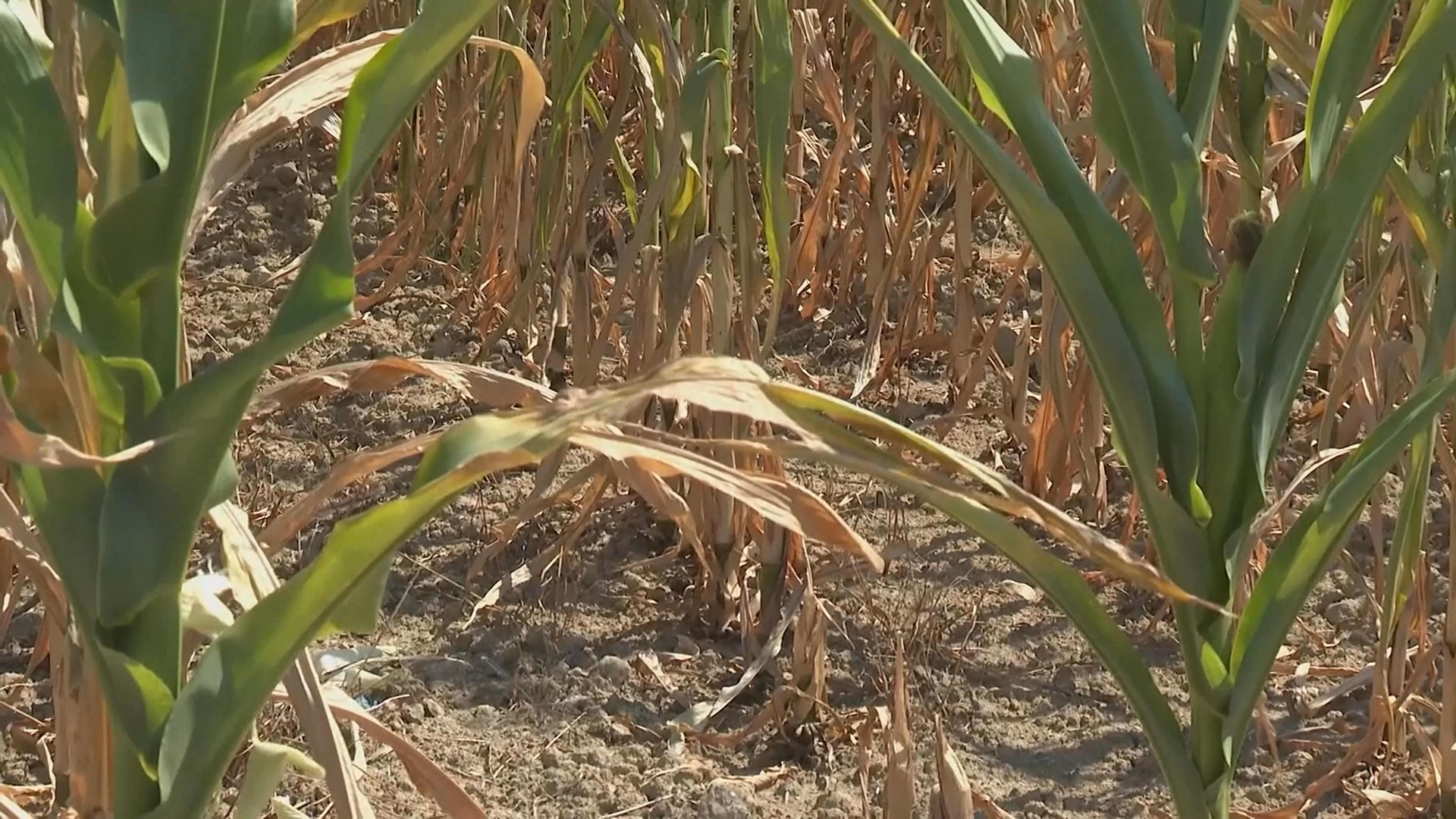 As Europe continues to warm faster than any other continent, whether Bosnian farmers can adapt quickly enough remains uncertain. /AP