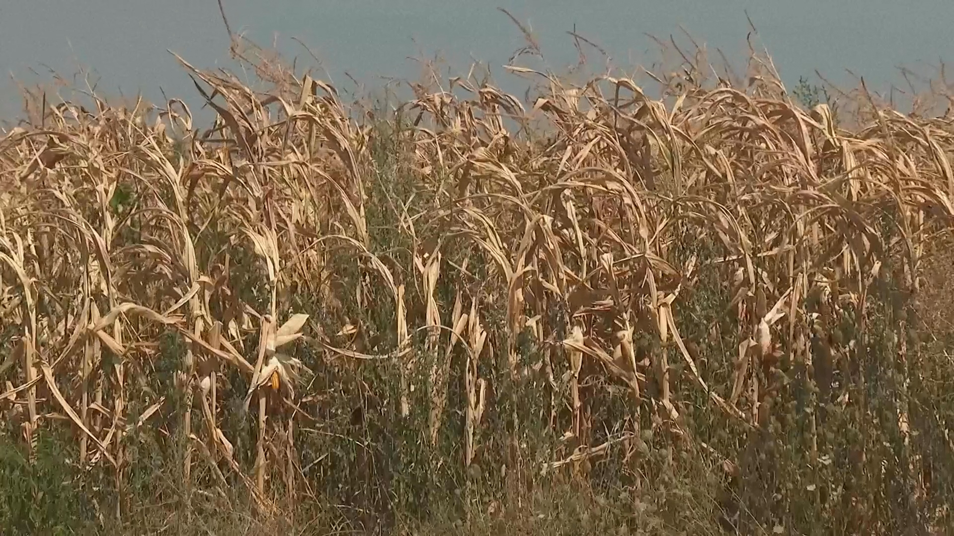 Agriculture contributes roughly 5% of Bosnia's annual GDP and 10% of its total employment, with corn being its largest crop. /AP