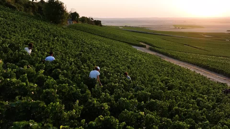 Harvesters picking the champagne vines at dawn. /Reuters