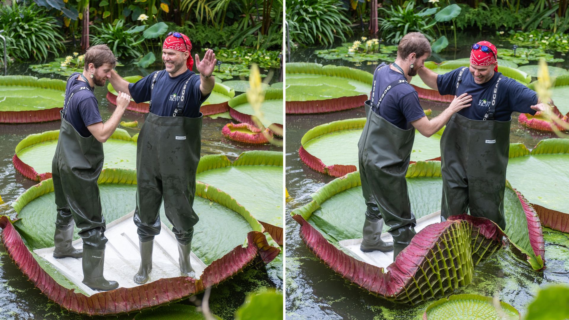 Adding Pike's weight was a touch too far even for this mighty specimen. /Sebastian Kettley/RBG Kew