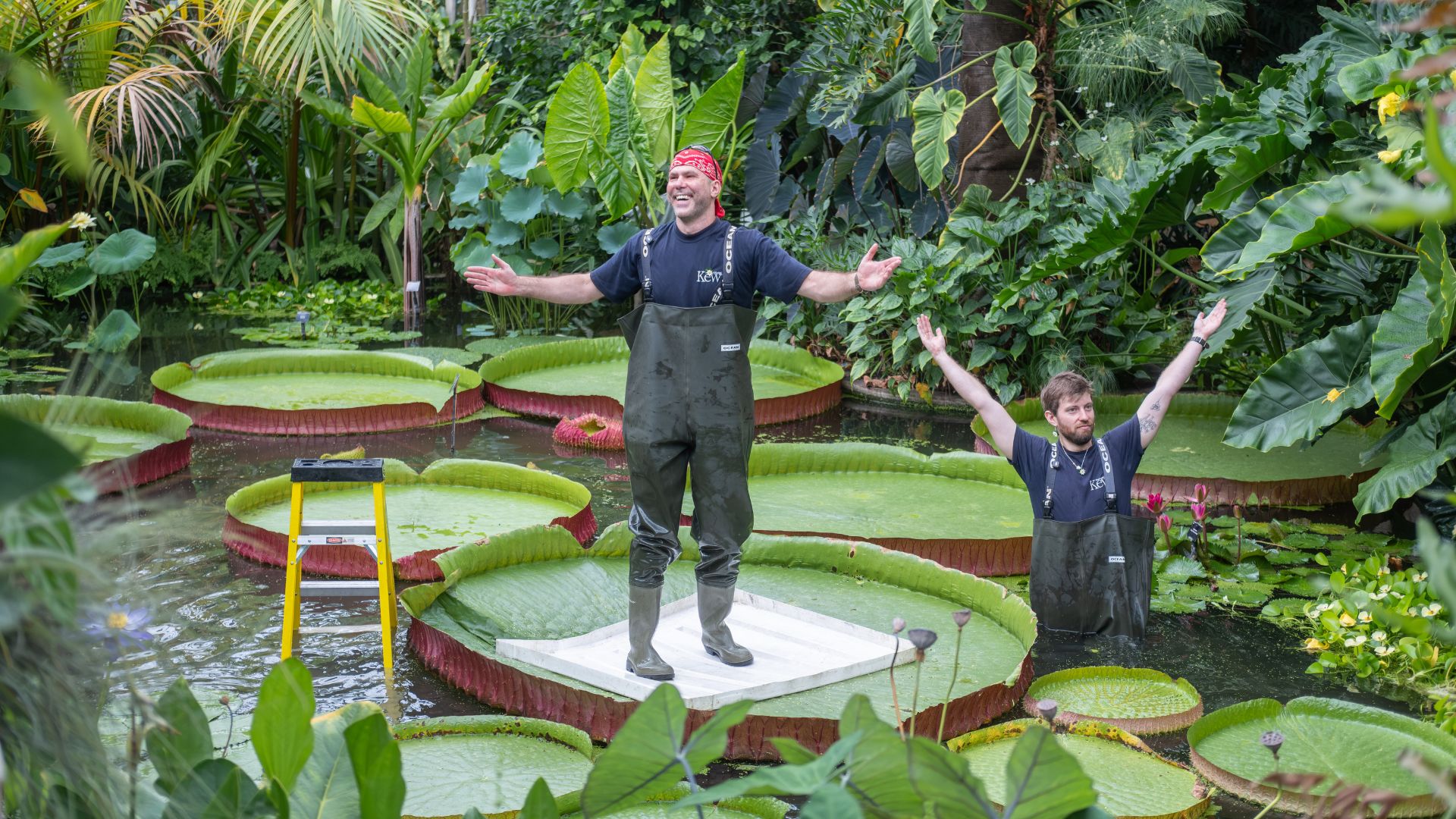 Botanical horticulturist Martin Silnevs stands on the lilypad – with help from colleague Aidan Pike. /Sebastian Kettley/RBG Kew