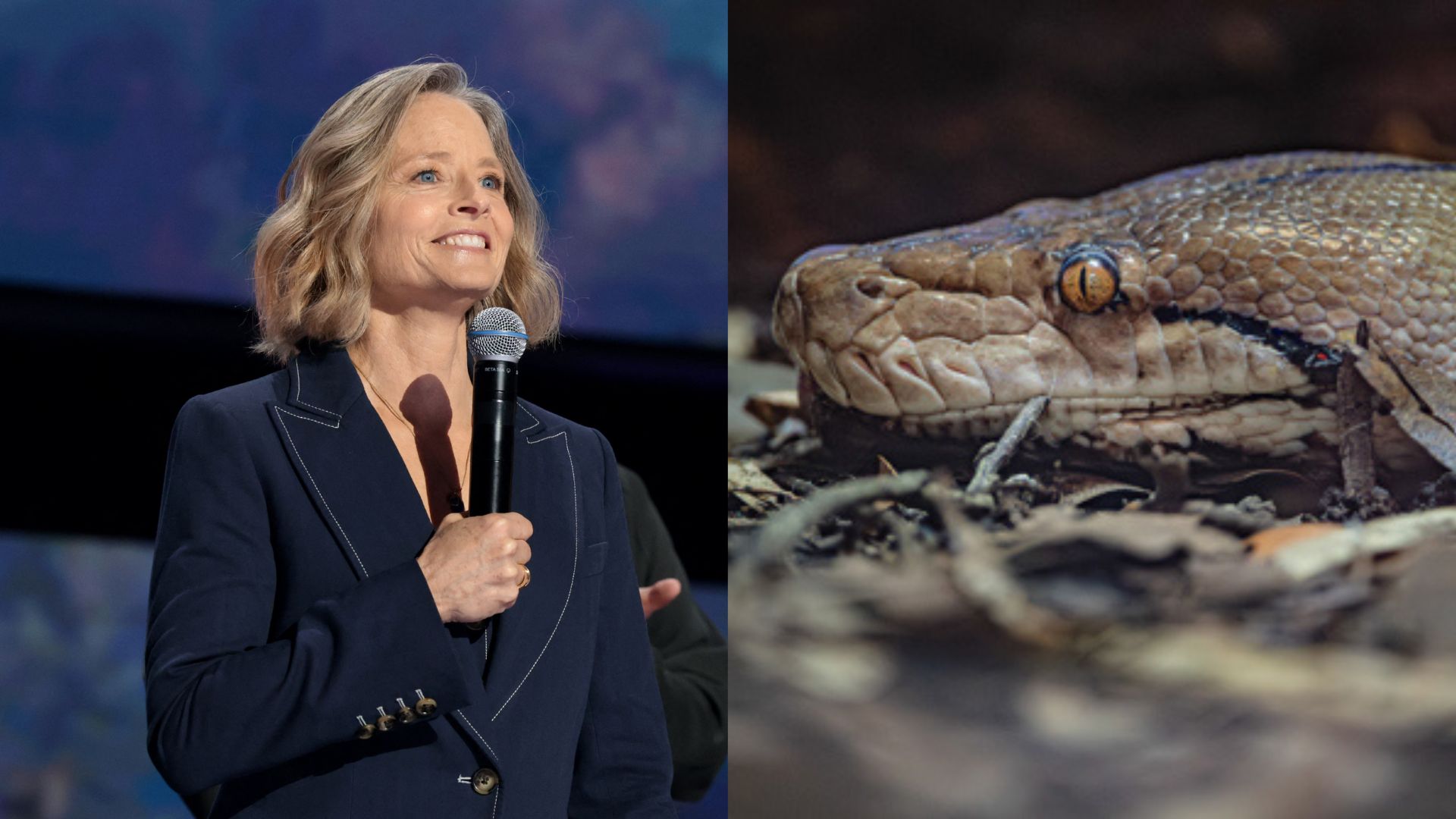 The original Jodie Foster (left) and her python namesake. /Getty Images via AFP and Chester Zoo Handout