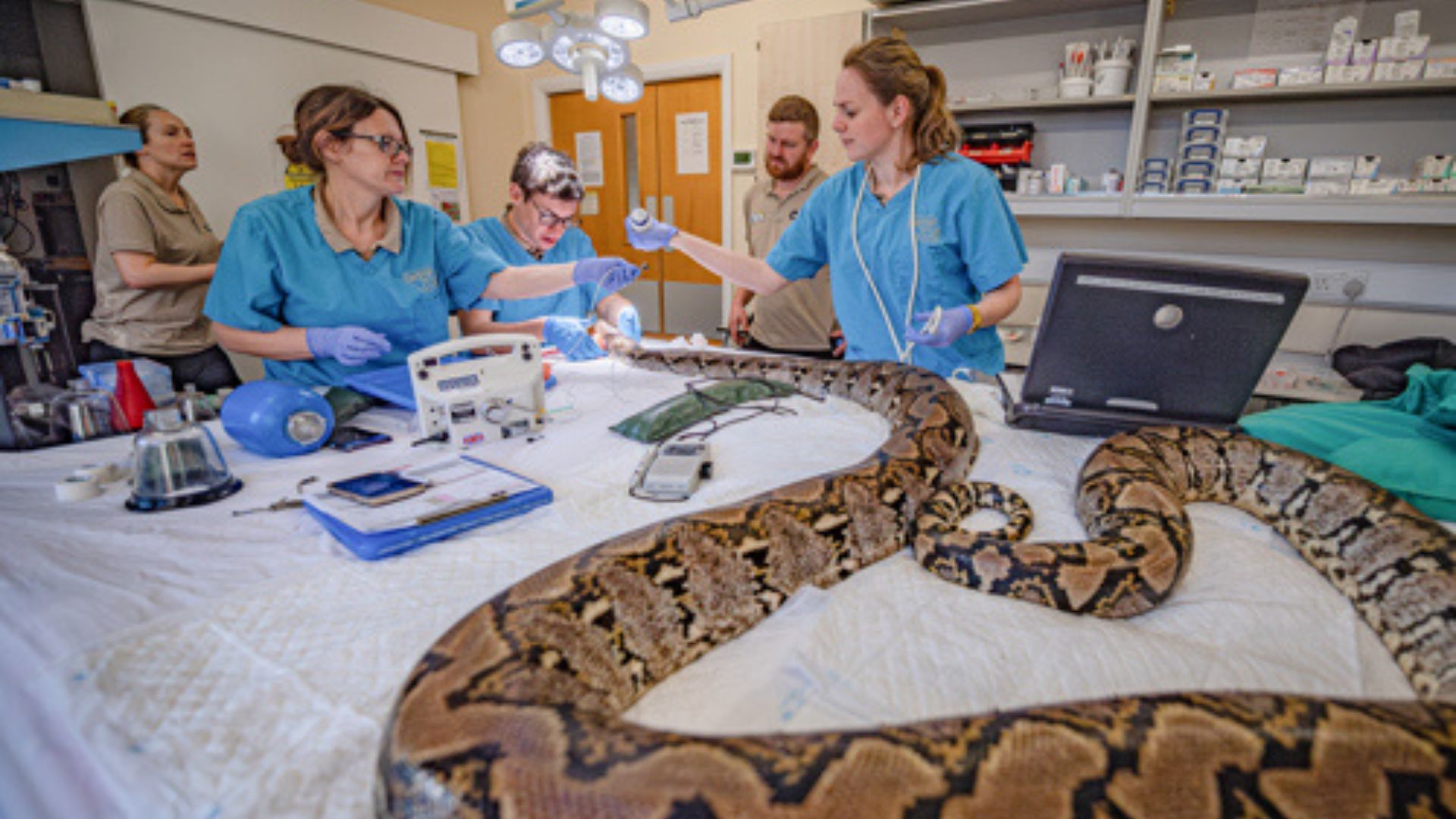 With no operating table built for a python of Jodie's size, keepers and vets improvised. /Chester Zoo Handout