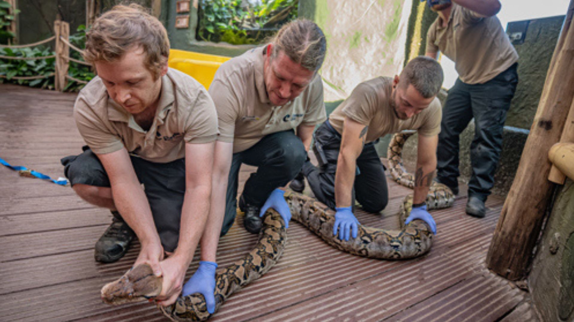 Jodie was anaesthetised in her own habitat before being carefully carried to the zoo's veterinary centre. /Chester Zoo Handout