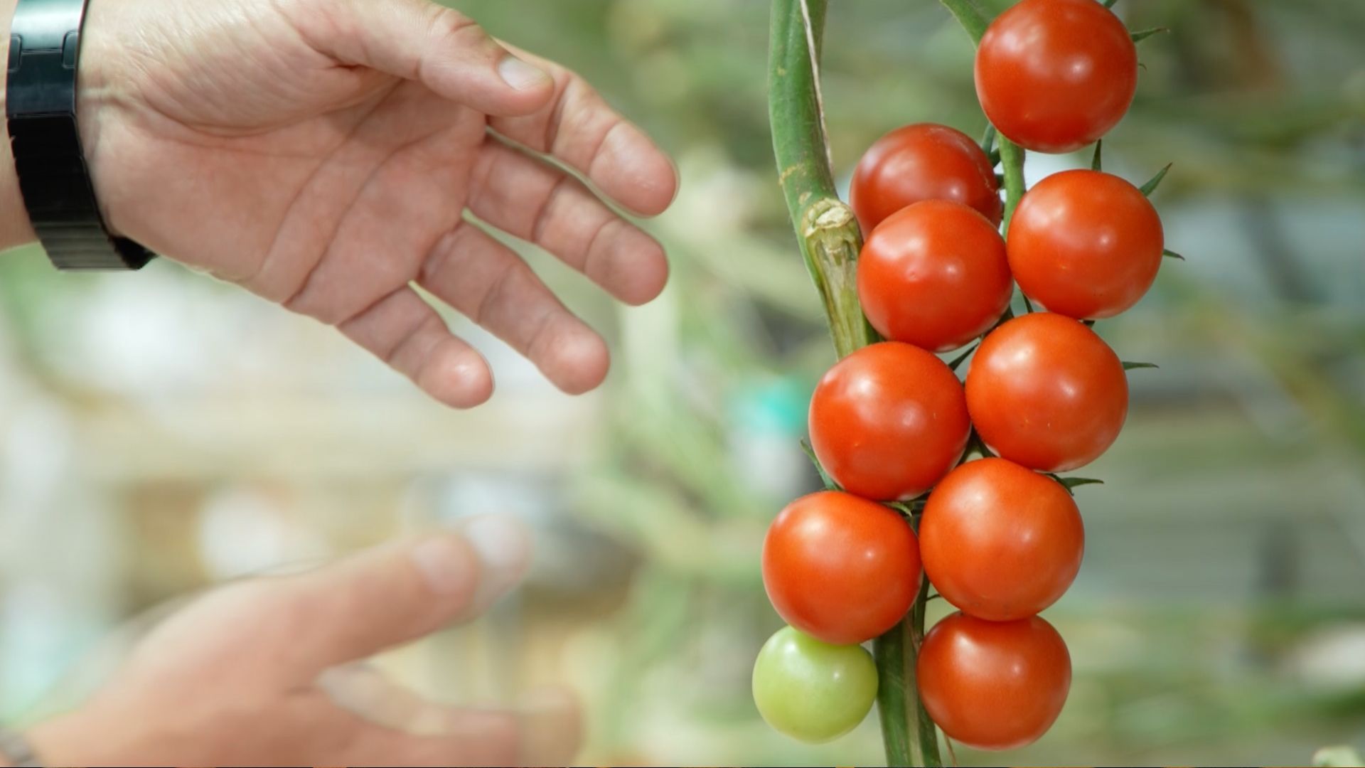 You say tomato waste, I say aviation fuel
