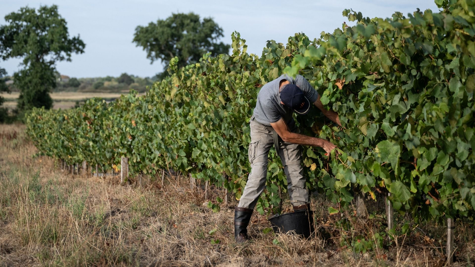 A grape picker harvests grapes from the vines of Loïc and Marina Fourrure in Theix-Noyalo, near Vannes. /Sebastien Salom-Gomis/AFP
