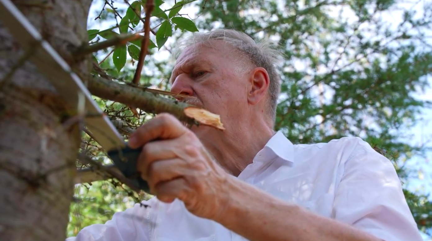 Austria is planting Lebanon cedars to save its drought-damaged forests
