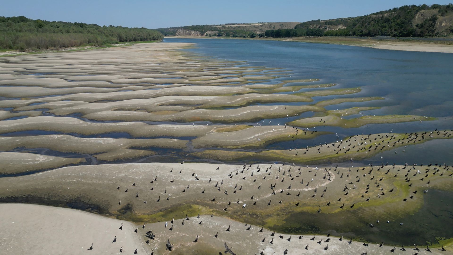 Birds stand on the dried-out riverbed of Danube in Rasova village, on August 12. /Daniel Mihailescu/AFP