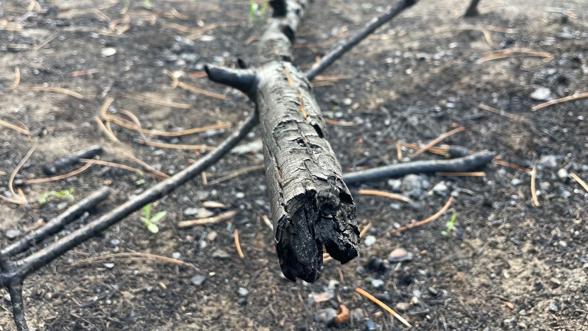 A fire in a pine forest near the Hungarian city of Sopron underscores the need for new technologies. /CGTN