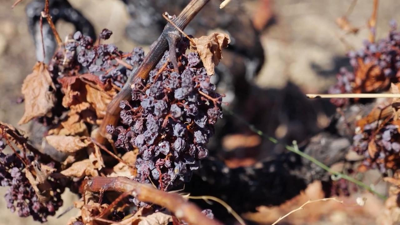 'Some have lost it all' - Madrid winemakers devastated by worst ever wildfires