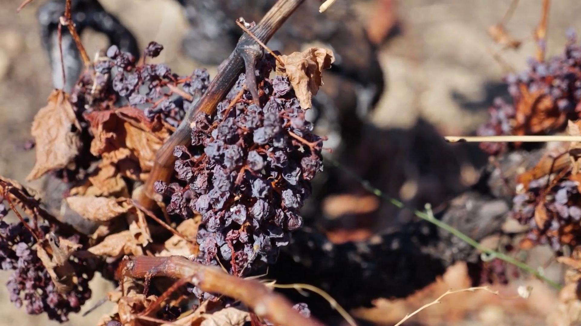 The damage done to Spain's winemaking industry could be in the hundreds of million of dollars. /Ken Browne/CGTN