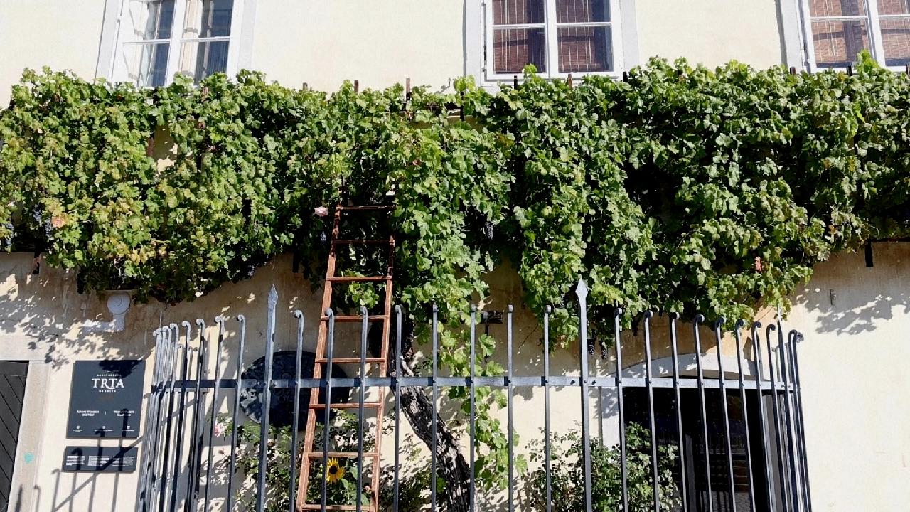 Slovenia celebrates another harvest of the world's oldest grapevine - CGTN
