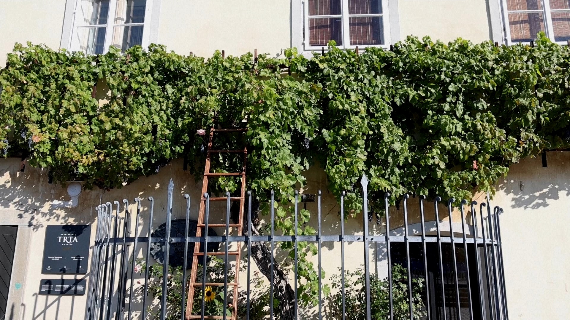 The world's oldest grapevine that's still producing fruit hangs by the Drava River in Maribor. /AP