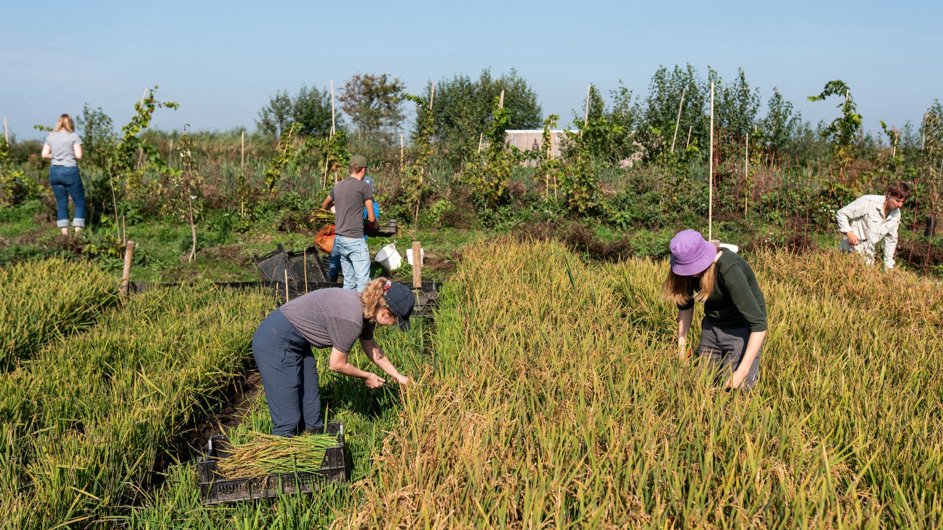 Workers harvest rice by hand in Oud Ade, Netherlands. Rice could help solve soil subsidence caused by the drying-out of the Dutch peat landscape – and to cut CO2 emissions. /Lina Selg/AFP
