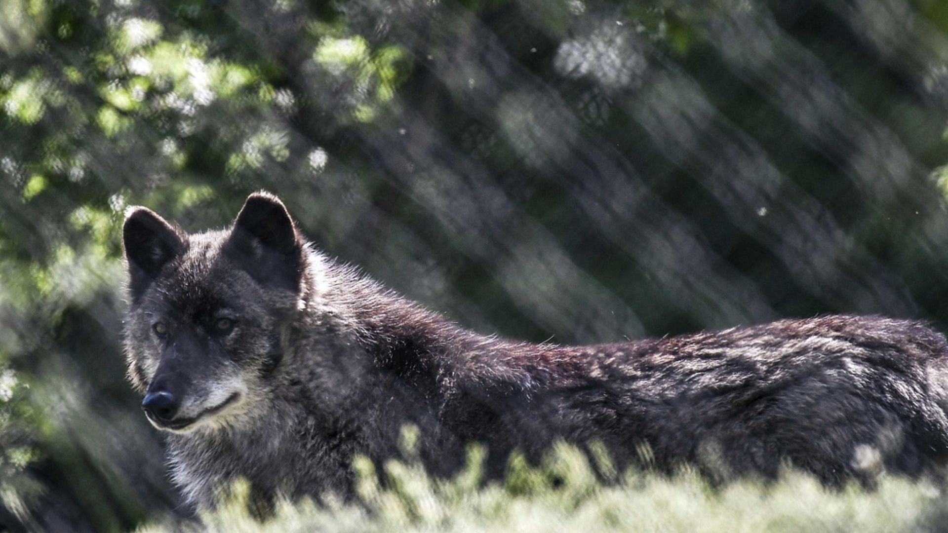 A wolf at the Arcturos sanctuary in Nymfaio on the slopes of Mount Vitsi, some 600km northwest of Athens. Hunters and farmers in Greece are demanding the right to cull wolves after one attacked a child on a beach this month. /Aris Massinis/AFP via VCG