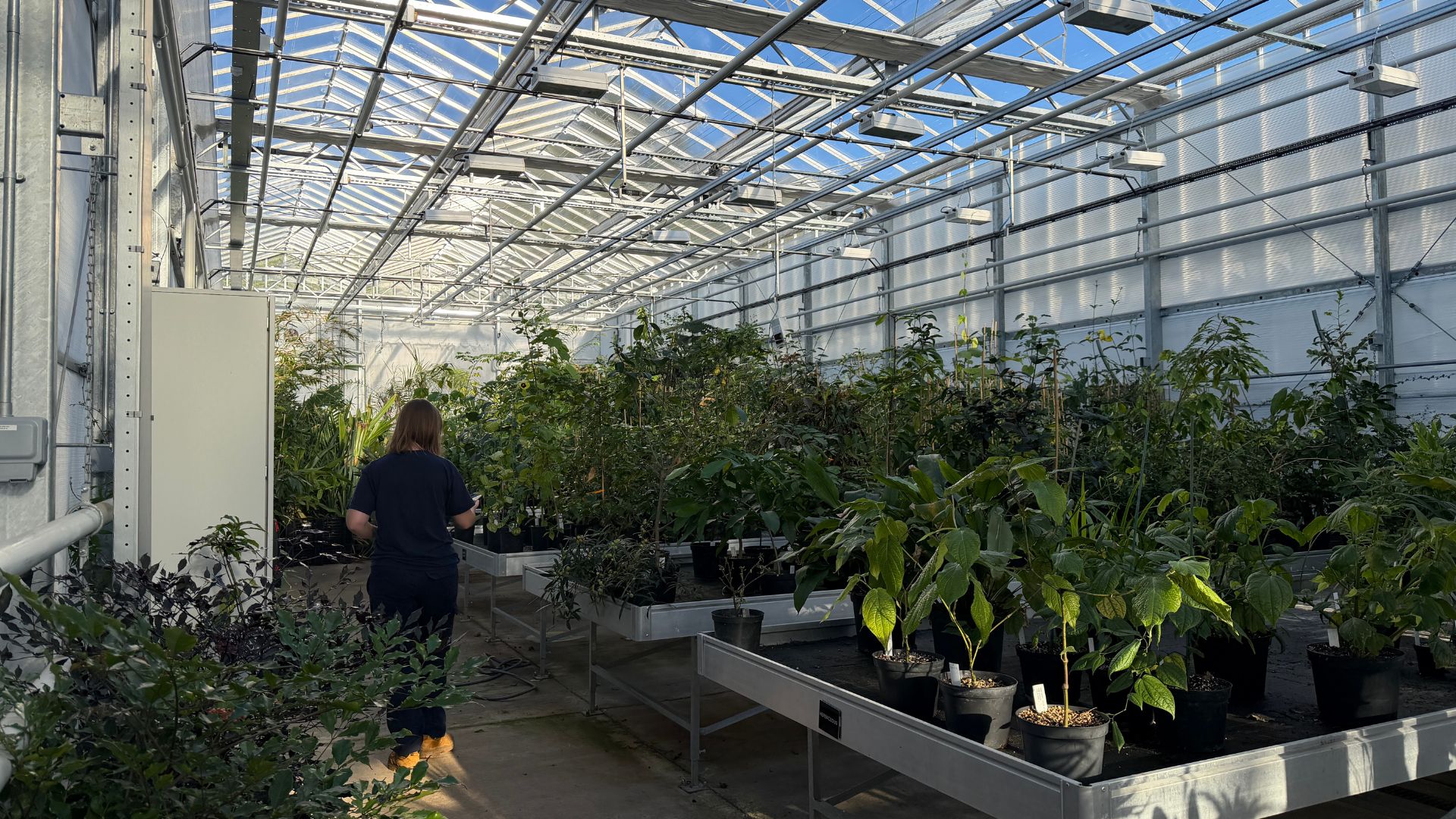 The propagating glasshouse contains samples from the main collection. /Iolo ap Dafydd/CGTN