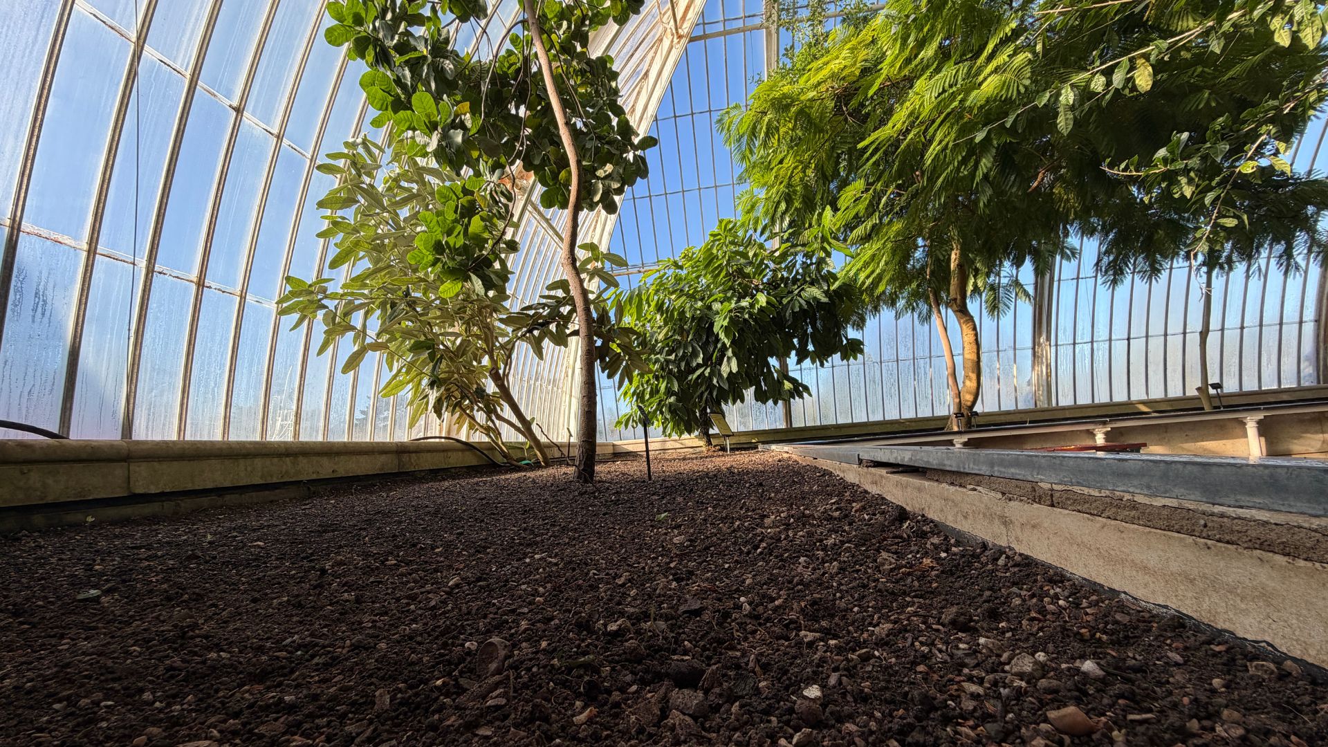 The Palm House is gradually being emptied. /Iolo ap Dafydd/CGTN