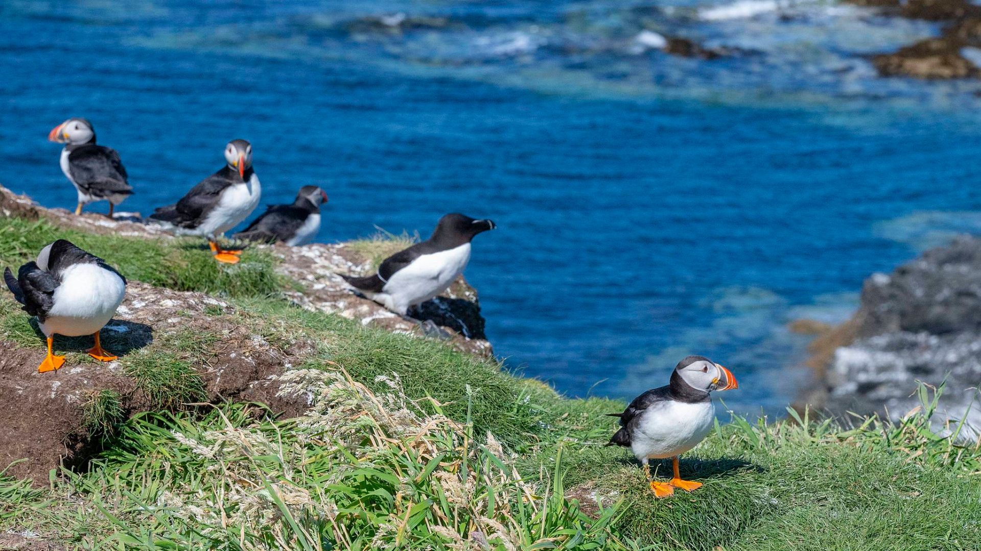 Elliðaey is estimated to host tens of thousands of breeding puffin pairs. /VCG