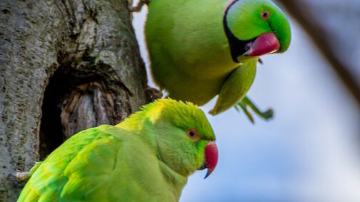Close-up of two green parakeets perched on a tree. /Pexels