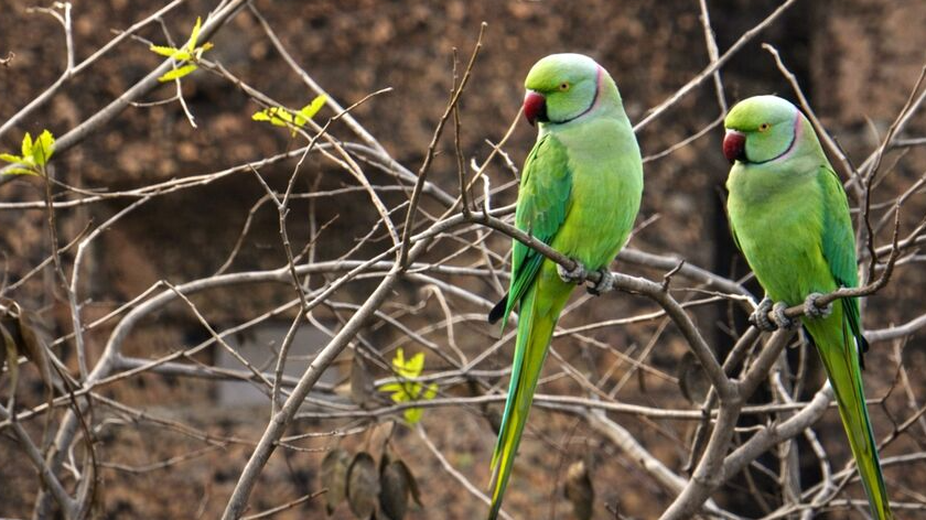Two ring-necked parakeets perched on branches. /Pexels 