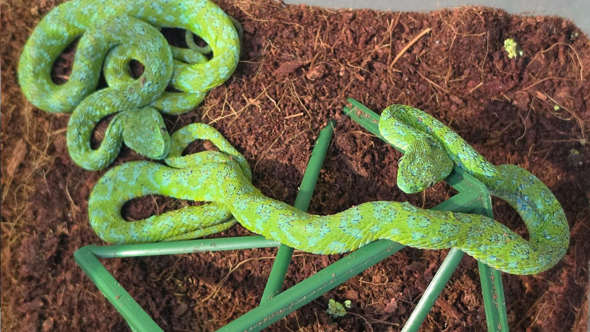 These snakes were also found in the traveler's luggage. /Customs Cologne Airport/AFP