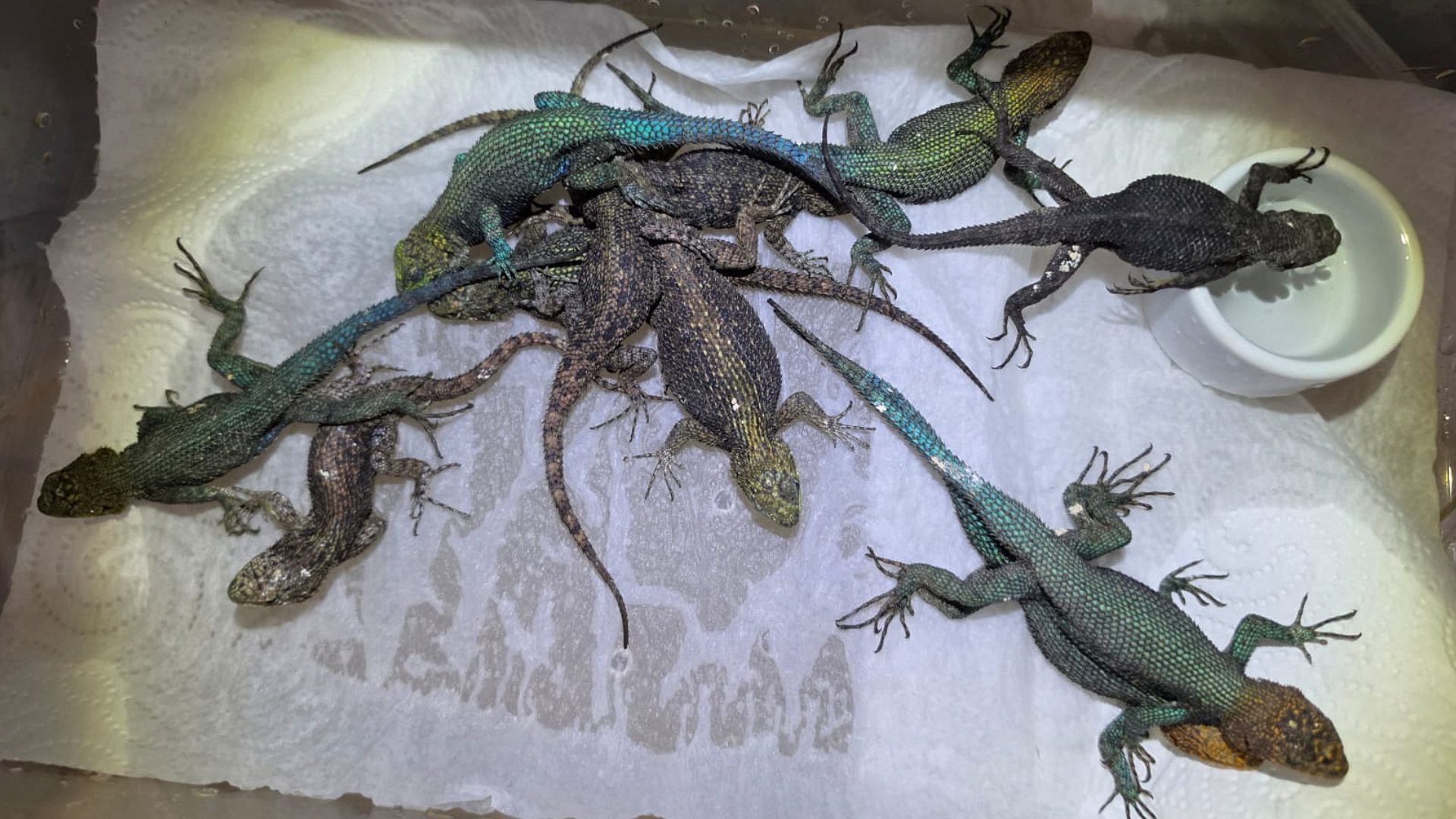 Some of the many reptiles discovered three weeks ago in the baggage of the man. /Customs Cologne Airport/AFP