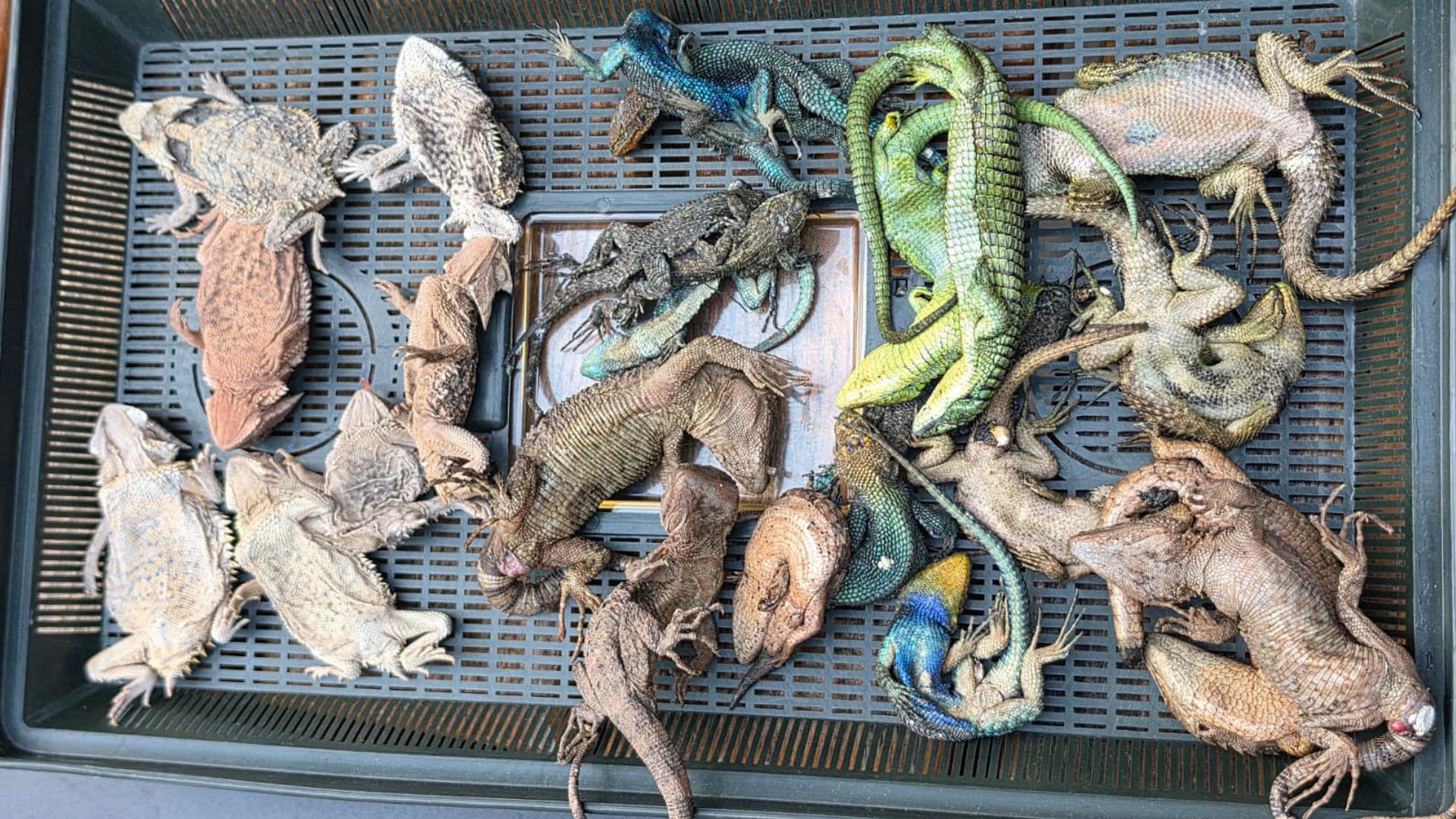 Dead reptiles confiscated by Customs officers at Cologne airport. /Customs Cologne Airport/AFP
