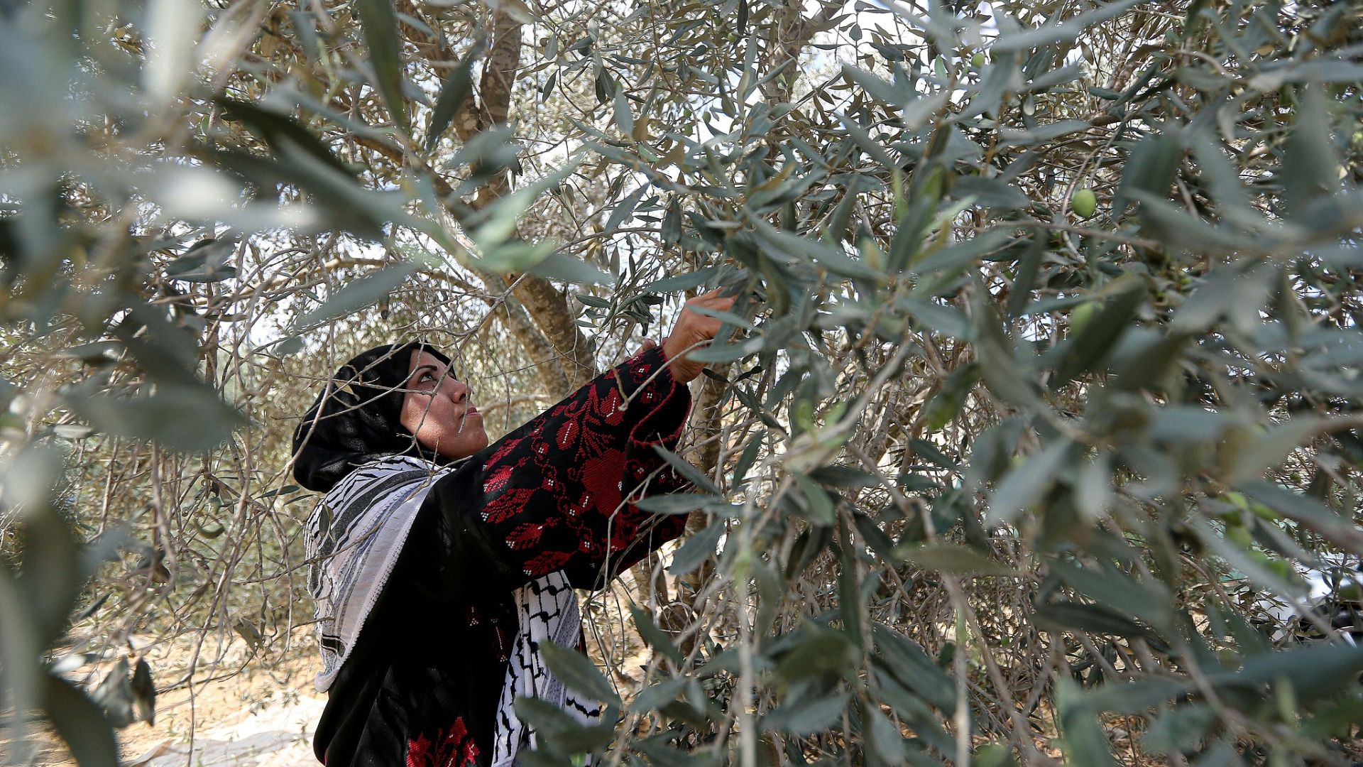 OCHA reports that olive and olive oil production employs more than 15 per cent of working Palestinian women. /CFP.