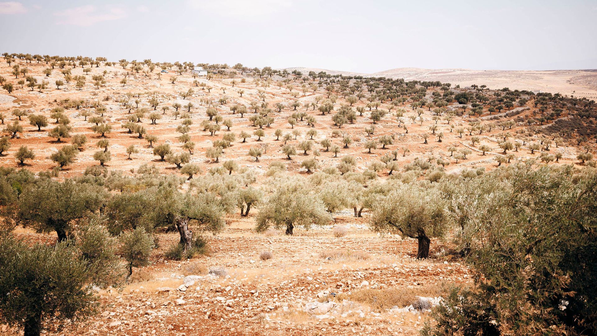 The West Bank is home to more than 10 million olive trees, forming a key part of the rolling landscape and supporting up to 100,000 Palestinian families. /CFP