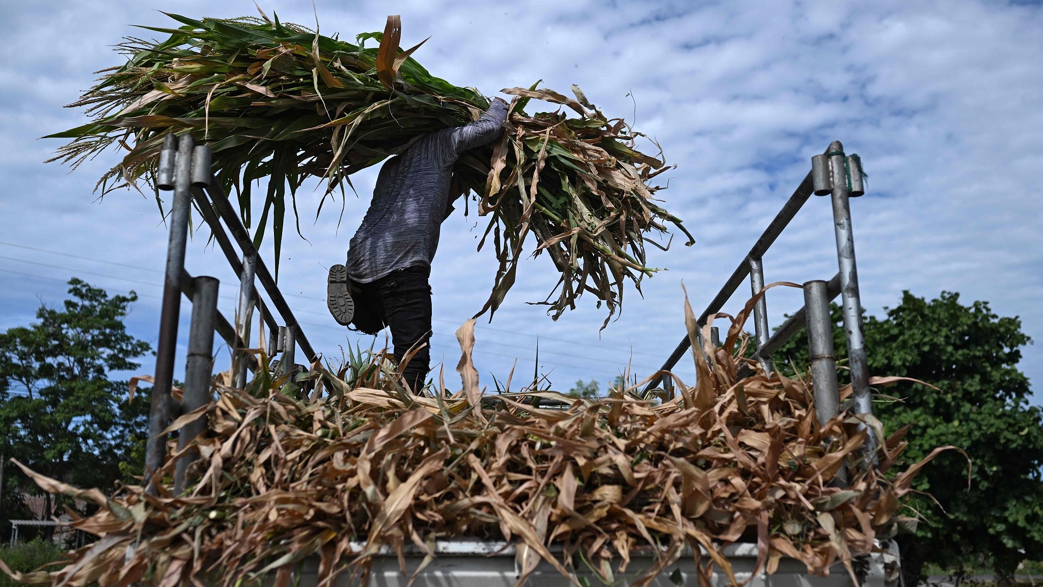 A farmer loads dried leaves and other crop residue from a completely drought-damaged cornfield onto a truck in El Salvador, the country is preparing for the risk that an El Nino-linked drought could affect food production and supplies. /CFP