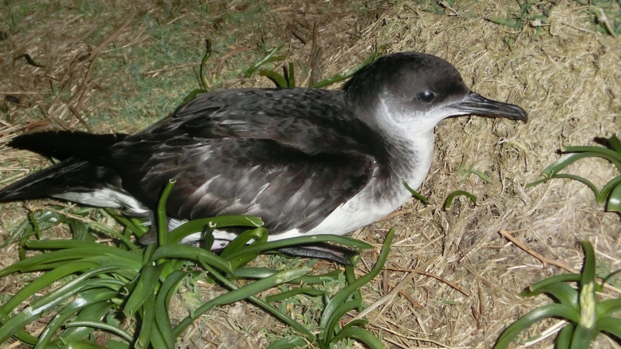 Species such as shearwaters that regularly travel rapidly east-west may have evolved ways to cope with repeated disruption to their internal clocks. /Martin Reith/Wikimedia Commons