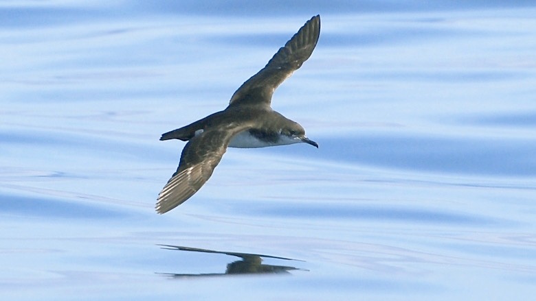 Birds can use several cues to find their way, including having the sun serve as a compass. /Matt Witt/Wikimedia Commons