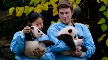 Belgium's giant pandas get their names - CGTN