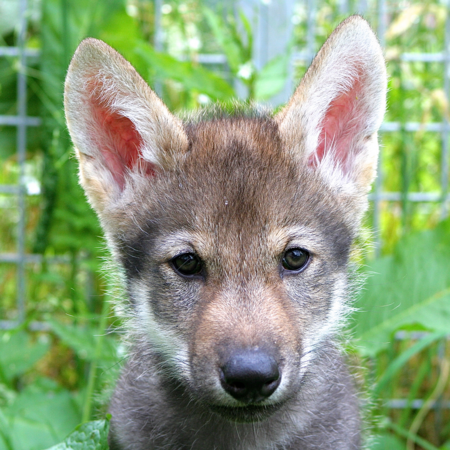 Playing fetch with a wolf: Is this how our oldest friendship started ...