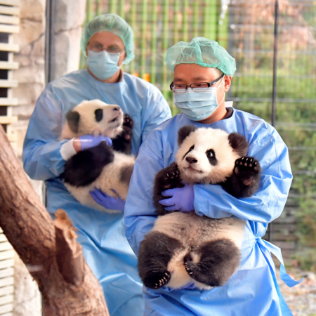 Berlin's baby pandas make first public appearance - CGTN